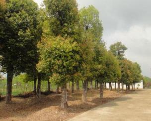 宿州市徽之風苗木種植有限責任公司 專業(yè)樹木種植與經營管理
